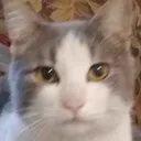 GatoSerio