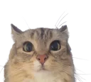 luna_is_baby