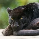pantherHmm pantherHmm
