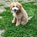 biscuit