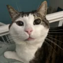 buddy