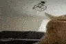 buhflip1 buhflip1