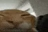 buhflip2