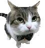 CatTie