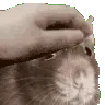 RatPat