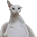 AURO