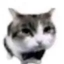 catlowquality