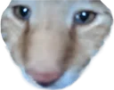 ooc