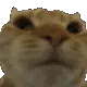 nono