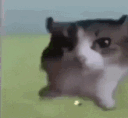 TAL_Explode Discord emoji