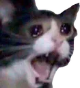 catscreaming