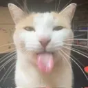 silly