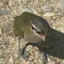 Birb