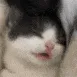 sleeptalk sleeptalk