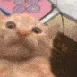 waa