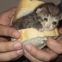 CatSandwich