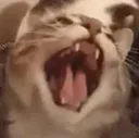 CatRage