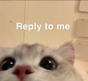 CatPlzReply
