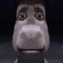 donkey_stare