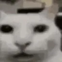 whatno whatno