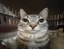 k_