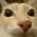 cat_stare
