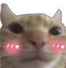 cutecat
