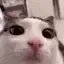 blink