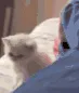 IwillBeatYoAss