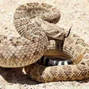 rattlesnake
