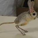jerboa