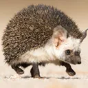desertHedgehog