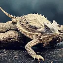 desertHornedLizard