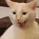alanlivingyell