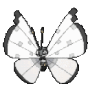 014White_Butterfly2