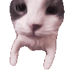 CatKiss