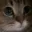 momommomcat