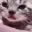 tearycat