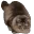 thicccat