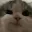 kittenbruh