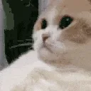 catSIGH catSIGH