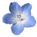blue_flower