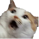 CatScream CatScream