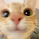 happycat