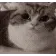 GatoFuckingExplodes