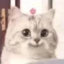 mimusmile