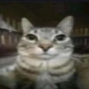 cat_meme Discord emoji