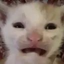 cat_cry