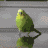 bird Discord emoji