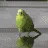 :bird: bird